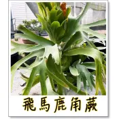 鹿角蕨  飛馬 P. Pegasus 鹿角蕨 飛馬鹿角蕨 (女王 巨獸 亞猴 象耳 )