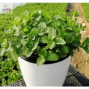 薄荷種子大全 四季種植 超低價  食用薄荷 貓薄荷 四季種植易活種孑室內驅蚊小盆栽貓薄荷種子花種籽子