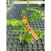 過山香 / 山黃皮 /龜裡椹  ｜3吋苗植袋～台灣原生種植物，果可食，整株可藥用⋯