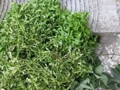  綠莧草(腰子草)枝條一支5元裸株一株20元，運費120(郵寄40、7-11店到店65)元起(離島另計)，入帳確認後最慢1