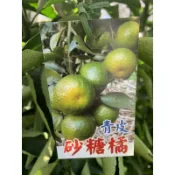 【花果聖地】～～砂糖橘（青皮）柑橘嫁接苗 水果苗 4.5寸黑軟盆