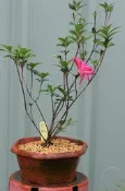 【優勢】2007年在日本鹿沼皋月會榮獲新花大賞~皋月杜鵑~品種名“花瓶“