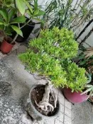 造型漂亮已經培養了二三十年 虎斑榕樹層次分明 收藏割愛優惠郵局免運費需先付款