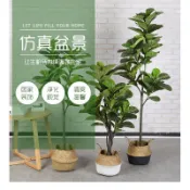 ❤️宅配免運費❤️琴葉榕 盆栽 大型植物 綠色植物 假植物 龜背葉 旅人蕉 假樹植物