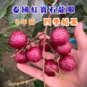 【泰國紅寶石龍眼】已會結果 紅皮龍眼 紅龍眼 龍眼 龍眼苗 龍眼樹 水果苗 果樹苗 水果盆栽 果樹盆栽