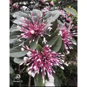 煙火花6吋盆高度25-30公分2025/3月實物拍攝 可以超商取貨限2盆