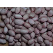 蕭師傅花生 《直營店 》  鹽炒9號花生仁（淨重 350g)