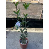 田尾詠泉農園/6寸盆/發財桂花