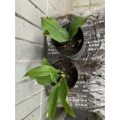 山奈（沙薑）五寸盆 香草植物 Kencur/Cekur/เปราะหอม/Địa liền