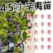 田尾玫瑰園 l 【全品種辛夷苗】墨紫辛夷、白色辛夷、黃色辛夷、粉紅辛夷、紅色辛夷〔4.5吋黑軟盆 高度約35cm〕