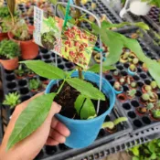 億時代園藝+花椒 5吋盆 果樹 水果苗 菜苗