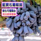 無籽 月亮葡萄苗/藍寶石葡萄苗🟡矮化高壓+快速產果盆栽🟡超取版🟡 葡萄苗 葡萄 樹苗 果苗 矮化果樹 矮生盆栽 矮化盆栽
