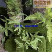 新款模擬芒蕨葉長杆腎蕨植物室內餐廳景觀造景裝飾高階蕨類綠植葉