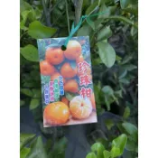 霏霏園藝  掛果珍珠柑。一棵特價800元掛果滿滿樹果肉非常甜香