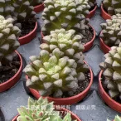 沅鈺農場   多肉植物   一吋盆/花吹雪