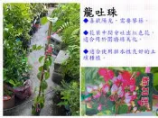 龍吐珠【新中港花卉】開花 綠化 擺放 植物 紅花 攀藤 圍籬