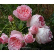 法國梅安-莫泊桑 Guy de Maupassant - 5寸控根盆！超人氣品種！《蟹老闆園藝花卉🤟》月季.玫瑰苗