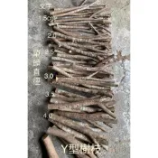 Y型叉狀樹枝:有台灣櫸(紅雞油木)/楓香／竹柏/樟木等總長41cm/粗細不一