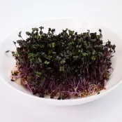 【HOTAI購】【歐佳利】紫高麗菜苗5盒組｜冷藏出貨