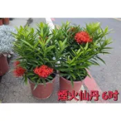 煙火仙丹6吋盆特價120元