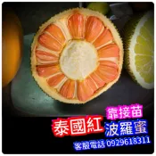 ✅泰國紅波羅蜜✅【嫁接苗】約1年半產果、J33蜜糖波羅蜜苗 泰八波羅蜜苗 金紅波羅蜜苗 泰皇波羅蜜苗 紅娘波羅蜜