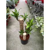 田尾玫瑰園 l 巴西鐵樹、香龍血樹【8吋盆 高度約35cm】觀葉植物 室內植物 (款式眾多歡迎詢問)