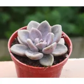東美人 (3寸)  多肉植物 觀葉植物 【花樣渼栽盆栽生活館🌿】