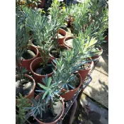 ♥花園植物工坊♥喬木植物♥藍色羅漢松♥5吋♥