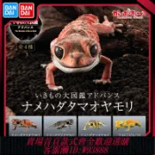 愛尚購物 {可刷卡 打統編}正版萬代扭蛋 生物大圖鑒 瘤尾 守宮 肥尾 壁虎 蜥蜴可動仿真動物
