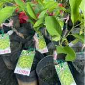 大目釋迦苗/4.5吋盆/快速來花掛果、果肉飽滿、口感Q、甜度高/水果樹苗/果苗/嫁接苗/盆栽/熱帶果苗樹/矮種果樹苗