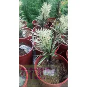 喬木  大虎斑羅漢松  4.5吋盆高5-10cm庭園觀賞【花花世界玫瑰園】