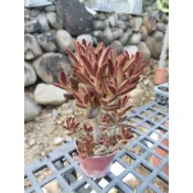 赤兔（老欉）悟空兔 三吋盆 圖1,2,3 為同一株 一物一賣 含盆寄出  景天石蓮花 多肉 龍舌蘭 仙人掌