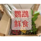 鸚鵡鮮食 單售賣場/狀元紅/海桐/茄苳/小南瓜/雀娃榕/大花紫薇/大葉欖仁/油甘果/落羽松果/辣木果夾/九芎/春不老