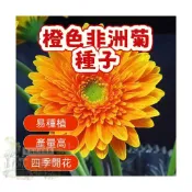 🌷🌷橙色非洲菊種子 【非洲菊種子】  今年新籽 發芽率高 見土即活 花開爆盆 四季可播  新手易種易活 陽台庭院盆栽