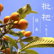 茂木枇杷 請先洽詢 枇杷 樹苗 高壓苗 嫁接苗 粗放結果 日本 長崎 茂木 琵琶 不是 大五星 怪獸 大果黃金 枇杷苗