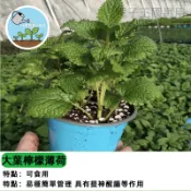 台灣大葉檸檬薄荷種子 香蜂草種子 香水薄荷 檸檬香蜂草 可泡茶 廚房香料 室內陽台盆栽 易種植 療癒香草植物 新鮮採收