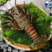 【阿家海鮮】頂級生凍龍蝦(青殼) - (200g~250g/尾、300g-350g/尾)