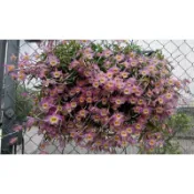 上賓蘭園 蟠龍 盤龍石斛 Den.loddigesii