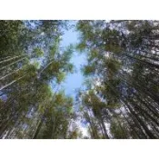 新竹旅遊｜司馬庫斯部落巨木群.竹東客家傳統市集.新竹老爺酒店含飯店晚餐二日｜中部出發_26TN930U39