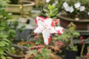 ★╮芳草園★╮－日本皐月杜鵑「朱妃」小盆栽