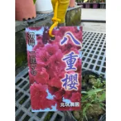 初花農場|八重櫻|櫻花| 櫻花苗| 4.5吋盆|--特價230