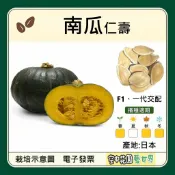 【台灣出貨 電子發票】仁壽南瓜 種子｜F1一代交配｜青皮栗子南瓜｜立式栽培｜蔬菜種子｜南瓜種子｜空中花園藝世界