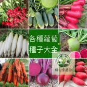 （快速出貨）蘿蔔種子大全 迷你蘿蔔 黃衚蘿蔔小蜜丸白蘿蔔七彩蘿蔔紫鴛鴦蘿蔔 手指衚蘿蔔種子有機迷你衚蘿蔔種籽嫩脆