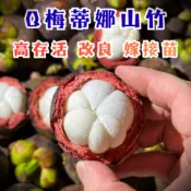 【Q梅蒂娜】正宗嫁接苗 4年粗壯苗 山竹 山竹苗 馬仕特 水果苗 果樹苗