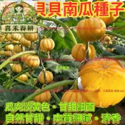 台灣現貨黃金貝貝南瓜種子 迷你南瓜 貝貝南瓜 一口南瓜 栗子南瓜 家庭菜園 陽台盆栽 瓜果種子 爬藤植物 庭院栽種