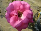 ╭＊田尾玫瑰園＊╯香花植物-玫瑰-( 烏拉拉.Urara)