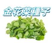 【金花菜種子】苜蓿籽 野菜種子 葉菜 可食用嫩苗 綠肥牧草 春秋播 家庭種菜 陽台盆栽 田園農家 淺根好種 新鮮飽滿