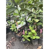 少籽水蜜芭樂苗高約80cm