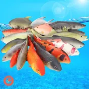 🔥熱銷🔥仿真魚模型熱帶魚假紅灰鯉魚鯽魚扁魚玩具金槍魚海洋動物裝飾道具blackie.w