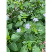 紫茉莉（煮飯花）30粒種子